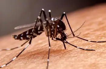 Sesab confirma quinta morte por dengue na Bahia; 64 municípios se encontram em epidemia
