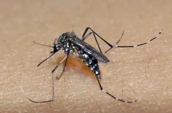 Número de casos de dengue cresce 667% em 2024 na Bahia; 269 municípios enfrentam epidemia
