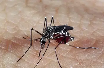 Bahia registra 47 mortes por dengue em 2024 e mais de 150 mil casos